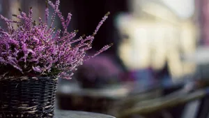 Purple Heather Flowers Wallpaper