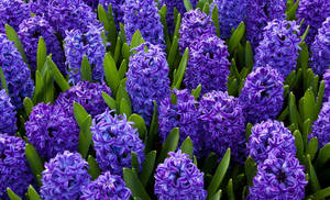 Purple Hyacinth And Green Leaves Wallpaper
