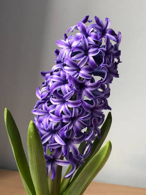 Purple Hyacinth Flower Android Wallpaper