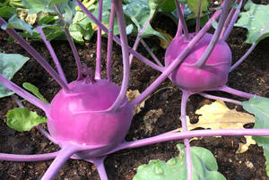 Purple Kohlrabi Vegetable Wallpaper