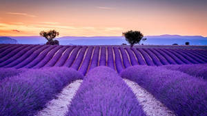 Purple Lavender Field Wallpaper