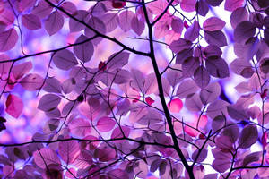 Purple Leaves And Branches Wallpaper