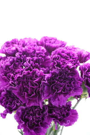 Purple Moon Carnations Wallpaper