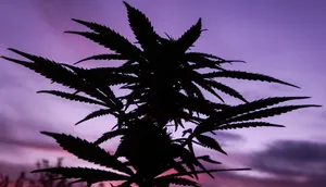 Purple Ombre Sky Wallpaper