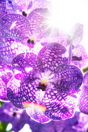 Purple Orchid With White Spots Wallpaper