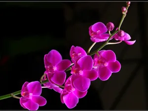 Purple Orchids Beautiful Flower Wallpaper