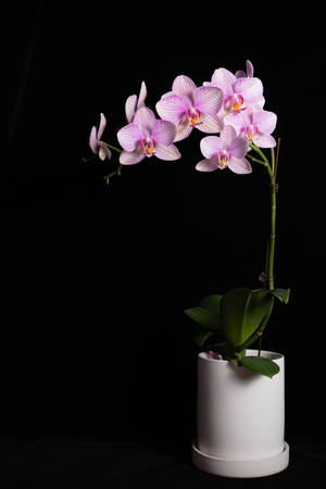 Purple Orchids In White Vase Wallpaper
