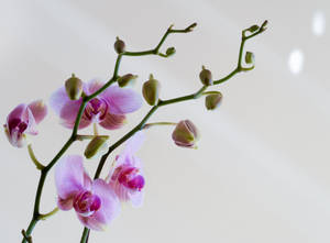 Purple Orchids With Stalk Wallpaper