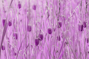 Purple Pastel Aesthetic Bulrushes Wallpaper