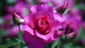Purple-pink Rose Flower Wallpaper