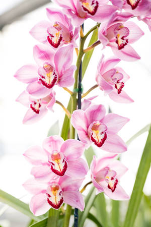 Purple Red Orchids Wallpaper