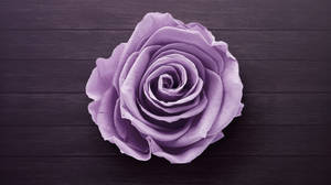 Purple Rose Flower On Desk Wallpaper