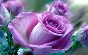Purple Rose Flower Wallpaper