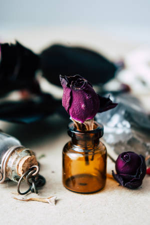 Purple Rose In Small Glass Container Wallpaper