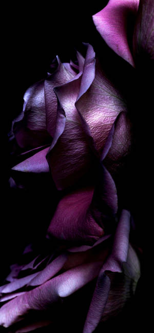 Purple Rose Petals Wallpaper