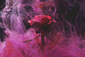 Purple Smoke Rose Aesthetic Wallpaper