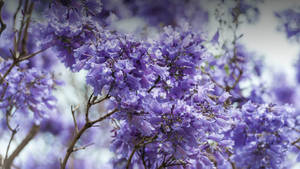 Purple Tree Jacaranda Flower Wallpaper