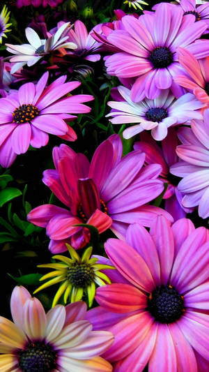 Purple, Yellow And White Spring Flowers Wallpaper