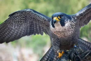 Qatar's National Bird Soars High Wallpaper