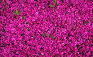 Qhd Pink Flowers Wallpaper