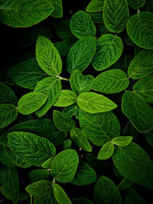 Quaint Leaves Green Phone Wallpaper