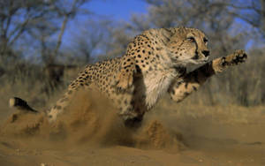 Quick Cheetah In A Desert Wallpaper