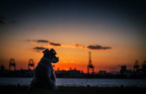 Quiet Dog Enjoying Sunset Wallpaper