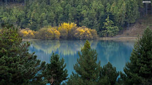 Quiet Lake Forest Wallpaper
