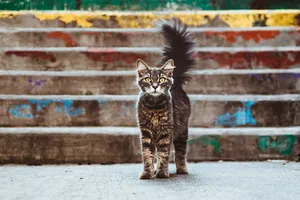 Quivering Cat Tail Wallpaper