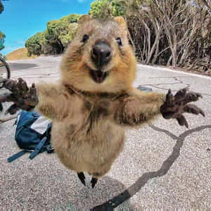 Quokka Selfie Moment Wallpaper