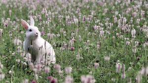 Rabbit On Flower Fields Wallpaper