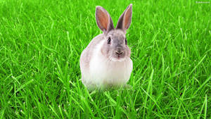 Rabbit On Lush Grass Wallpaper
