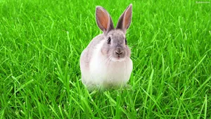 Rabbit On Lush Grass Wallpaper