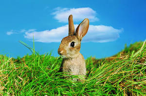 Rabbit Sitting On Grass Wallpaper