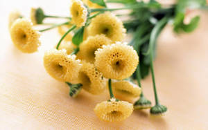 Radiant Bouquet Of Yellow Craspedia Flowers Wallpaper