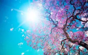 Radiant Cherry Blossom Sunburst Wallpaper