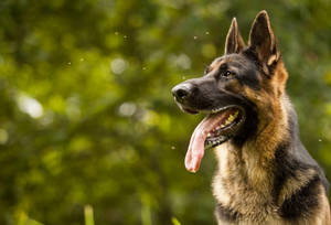 Radiant German Shepherd Dog Wallpaper