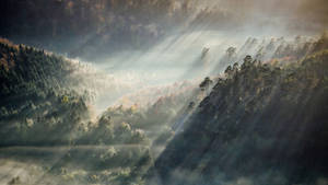 Rain Forest Morning Glory Wallpaper