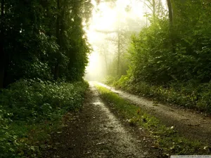 Rain Nature Dirt Road Wallpaper