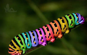 Rainbow Caterpillar Insect Wallpaper