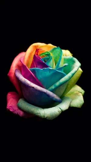 Rainbow Flower Iphone On Black Background Wallpaper