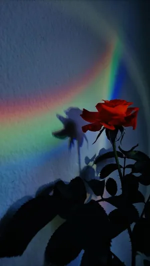 Rainbow Flower Iphone Rose Light Effect Wallpaper