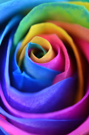 Rainbow Flower Iphone Wallpaper