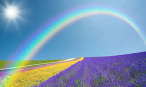 Rainbow Lavender Field Sunny Day Wallpaper