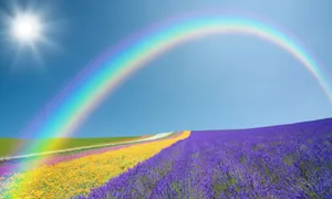 Rainbow Lavender Field Sunny Day Wallpaper