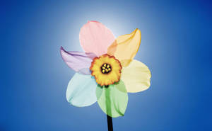 Rainbow Narcissus Flower Wallpaper