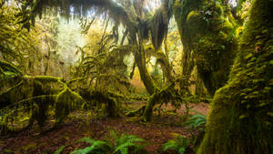 Rainforest Forest Background Wallpaper