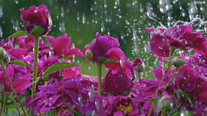 Rainy Spring Desktop Rose Wallpaper