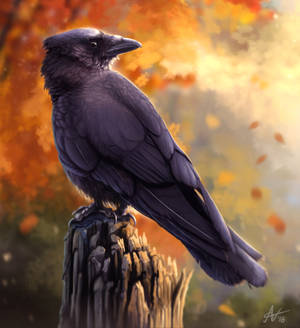 Raven In Autumn Hd Wallpaper