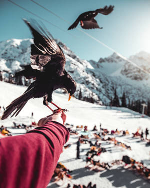 Raven In Snow Mountain Hd Wallpaper